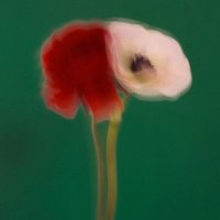 蒸汽菠菜
