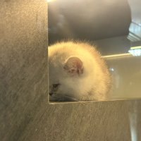 噜啦噜啦z