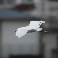 炸鱼二代