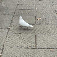 崔一CY