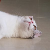 蓝词