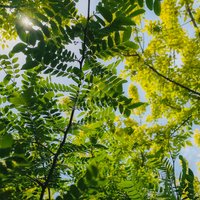 阿芙蓉889