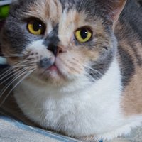 龙猫哥哥999