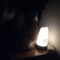 斯掰兽