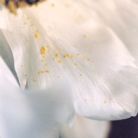 先湫