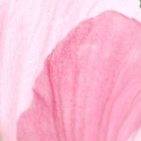 拾花-mm