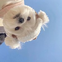 冷苡