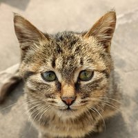 FATXI
