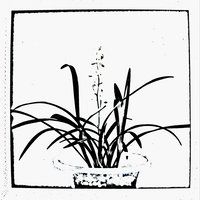 半拉洋芋子