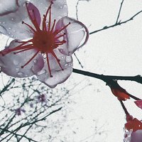阿暮暮子