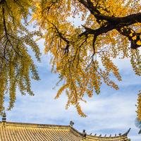 也只能心在远方