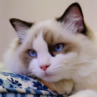 蓝猫_6688
