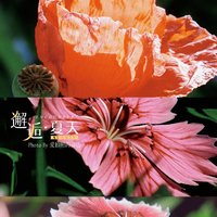爱拍照的芬达