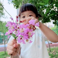 美舒洋葱