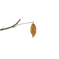 芒果先生a