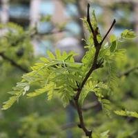 simon_8377