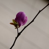 摄影师156385036689556