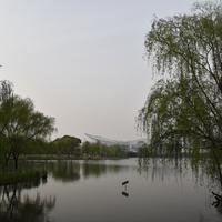 一棵梨不是