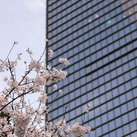 homer暹罗