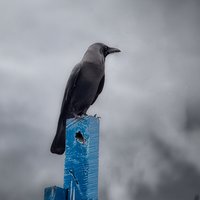我是金运