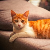 猪猪猪机器猫