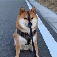 抖音狗吊