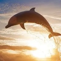 人马座海豚
