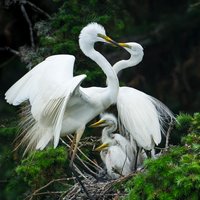 老米布枪-游摄八荒