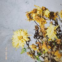 绿柠小麦草