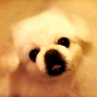 卿毛毛