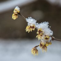 梅园雪韵