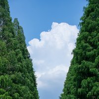 木楠清逸