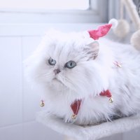 鳌拜是只猫
