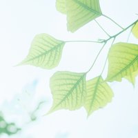 栖止木
