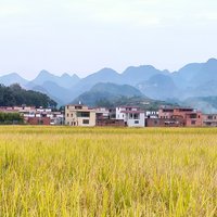 小灰狼记录生活