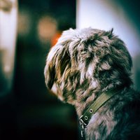 _Nemo__1627106335