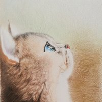 飞泓