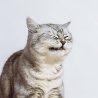奇末