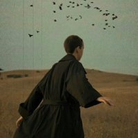 不吃羊的小草