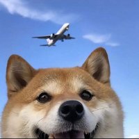 卡皮八拉