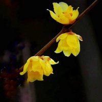 梅花三弄06