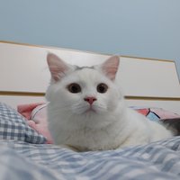 oneLbye