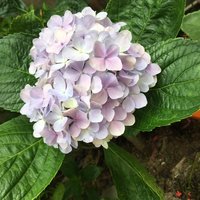 月季的季