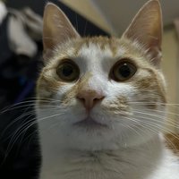 罗锤锤i
