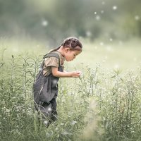 牧笛蜀黍