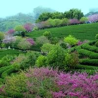 明湖稚子