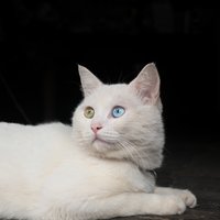 肖冬初一