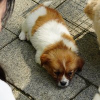 怪兽阿诺