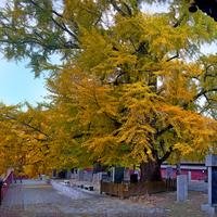 玛米娅