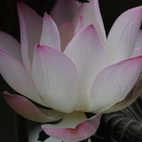致知在格物